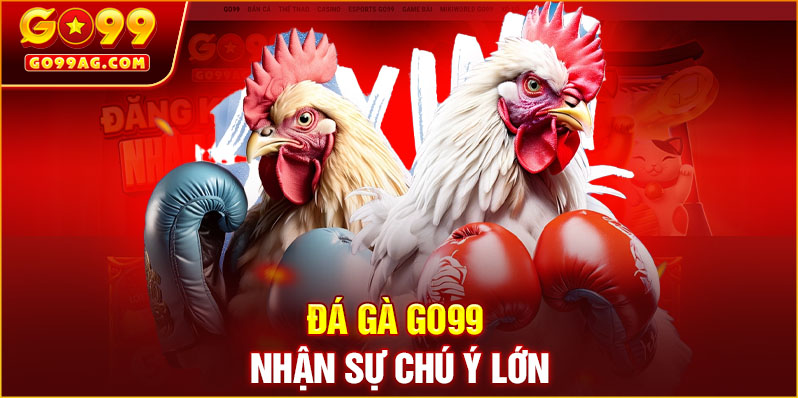 Đá gà GO99 nhận sự chú ý lớn